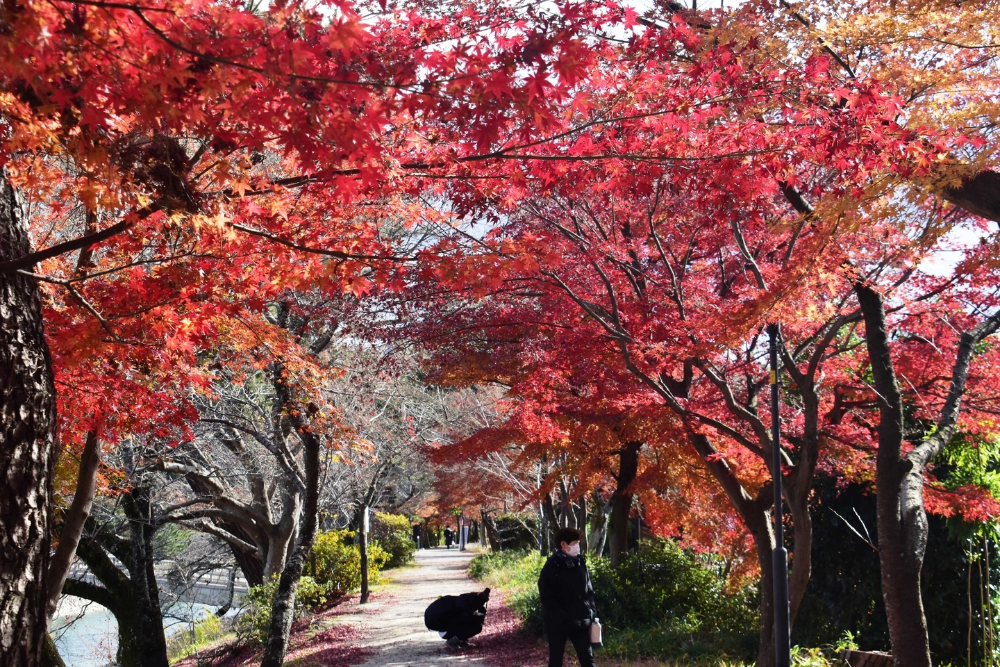 あじろぎの道の紅葉　散りはじめ　2020年12月20日　撮影：MKタクシー