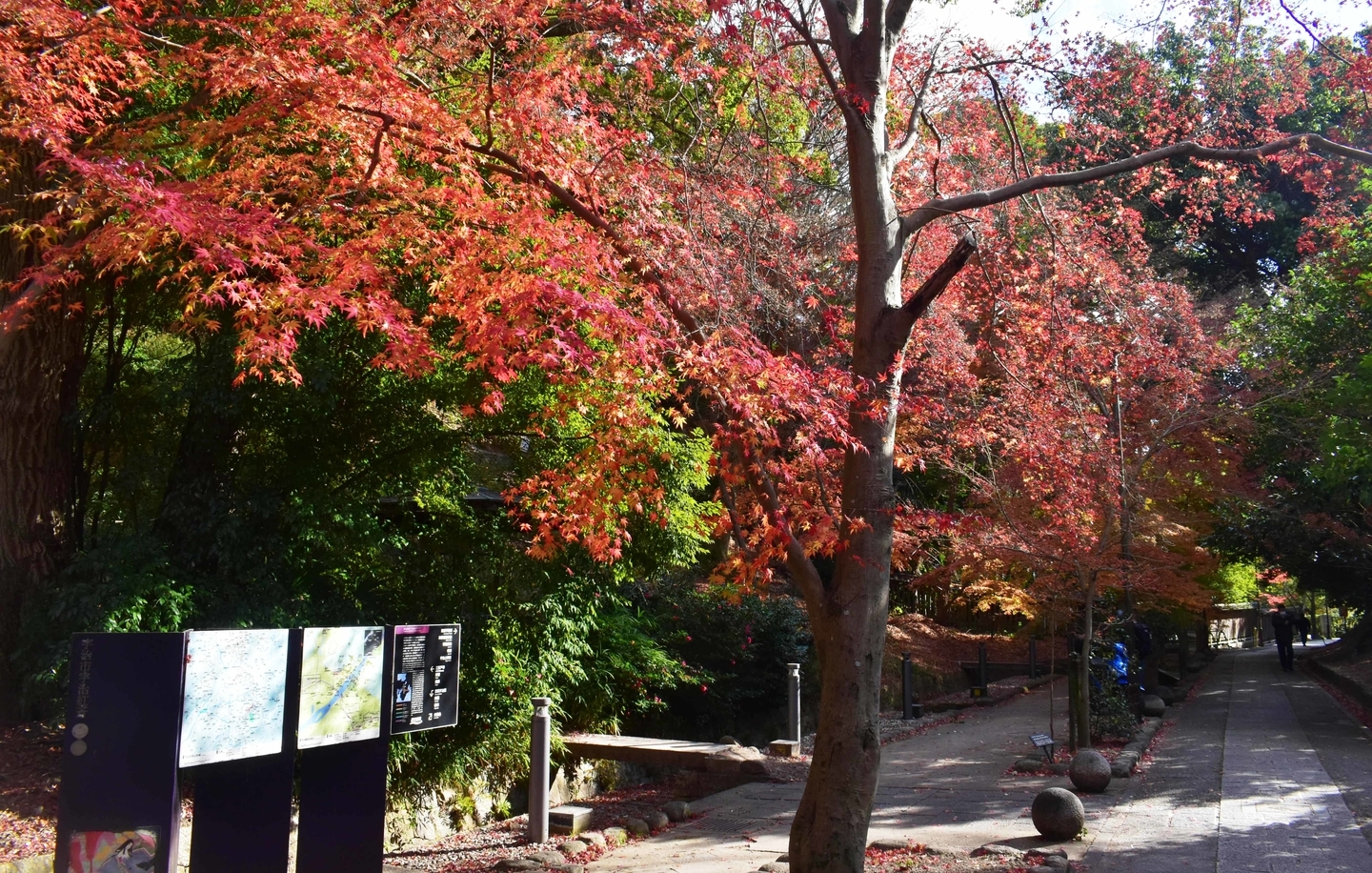 さわらびの道の紅葉 散りはじめ 2020年12月20日 撮影:MKタクシー