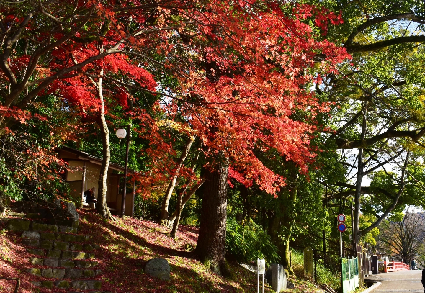 朝霧通の紅葉 散りはじめ 2020年12月20日 撮影:MKタクシー
