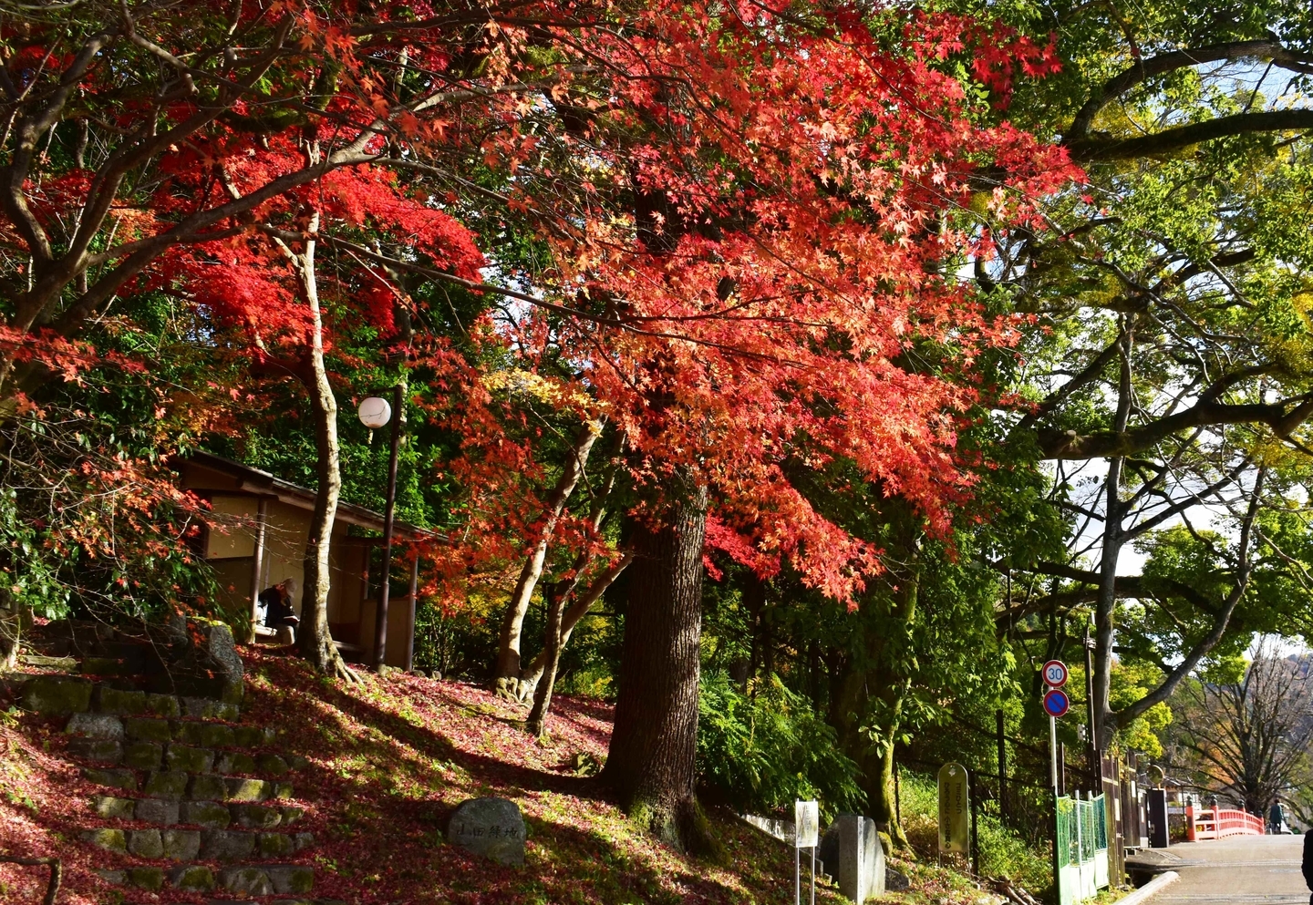 朝霧通の紅葉　散りはじめ　2020年12月20日　撮影：MKタクシー