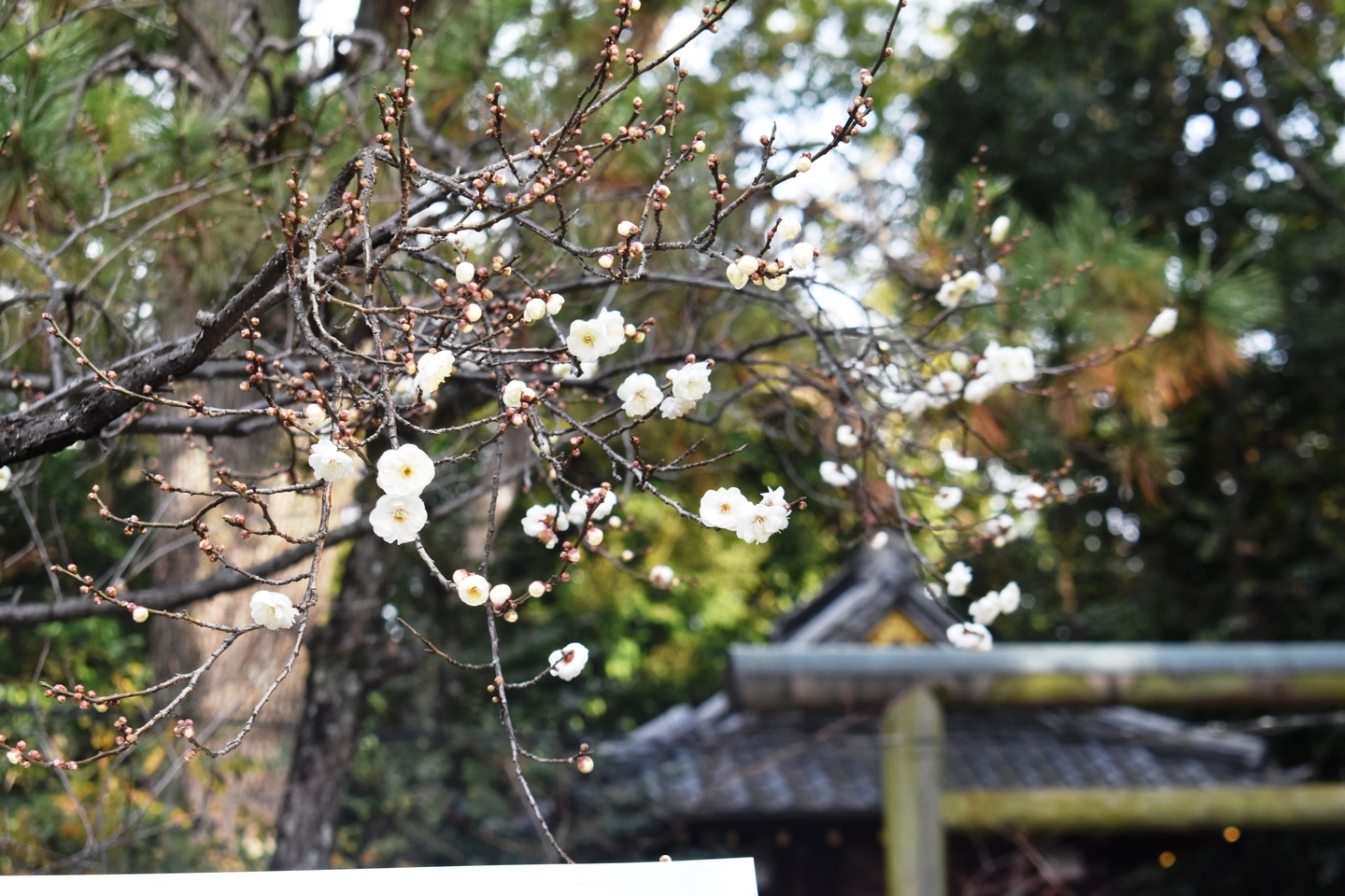 御香宮神社　2021年1月3日　撮影：MKタクシー