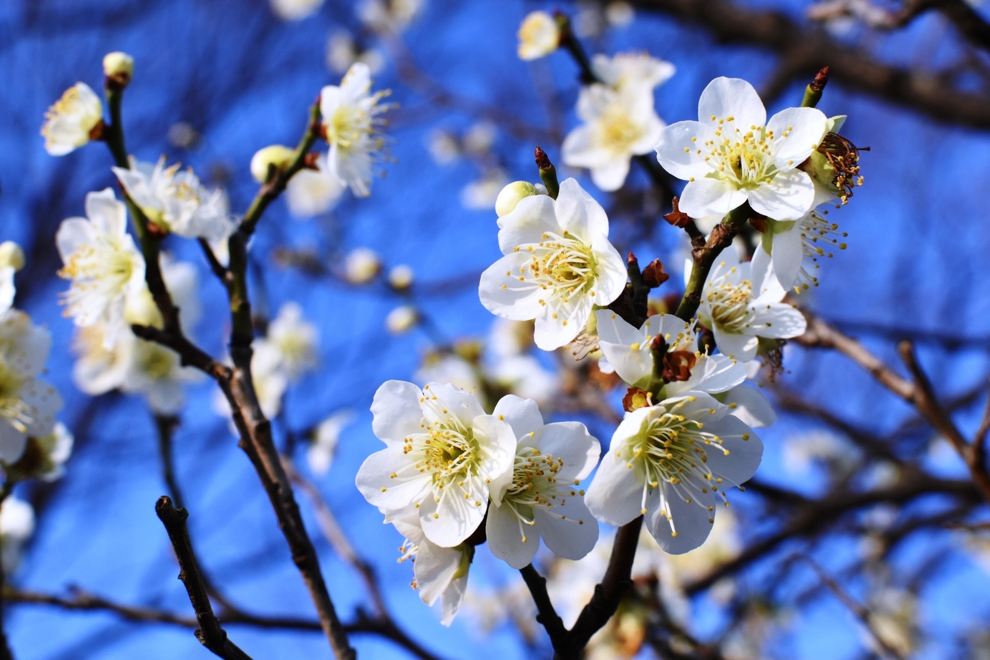 月影（梅小路公園）　野梅系・青軸性　2019年3月5日　撮影：MKタクシー