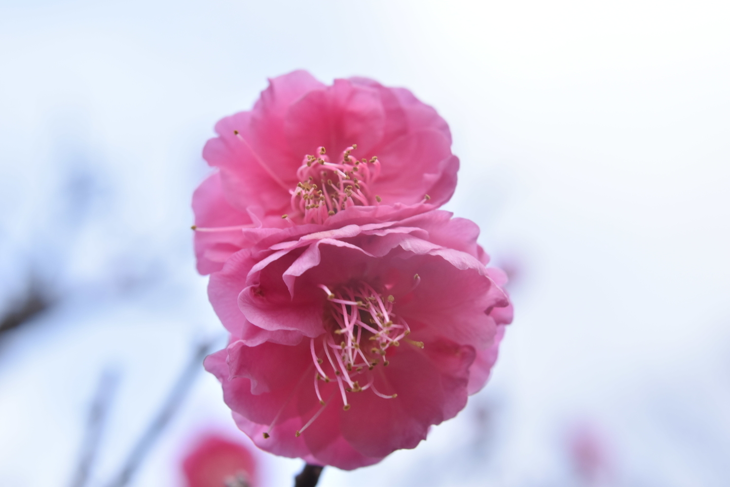 緋の司(梅小路公園) 緋野梅系・紅梅性 2020年1月30日 撮影:MKタクシー