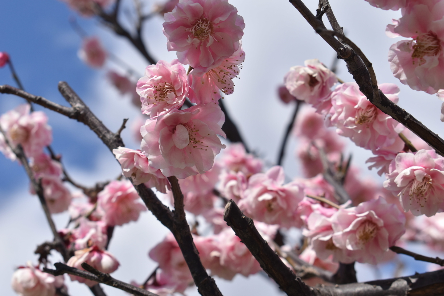 新平家（梅小路公園）　緋梅系・紅梅性　2019年3月8日　撮影：MKタクシー