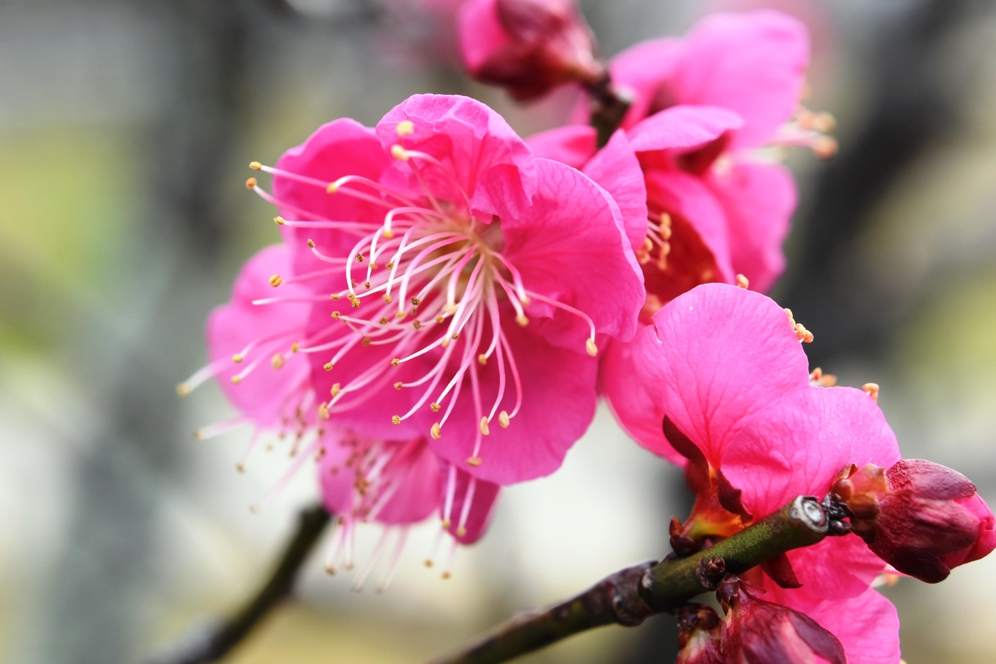 大盃（梅小路公園）　緋梅系・紅梅性　2020年1月30日　撮影：MKタクシー