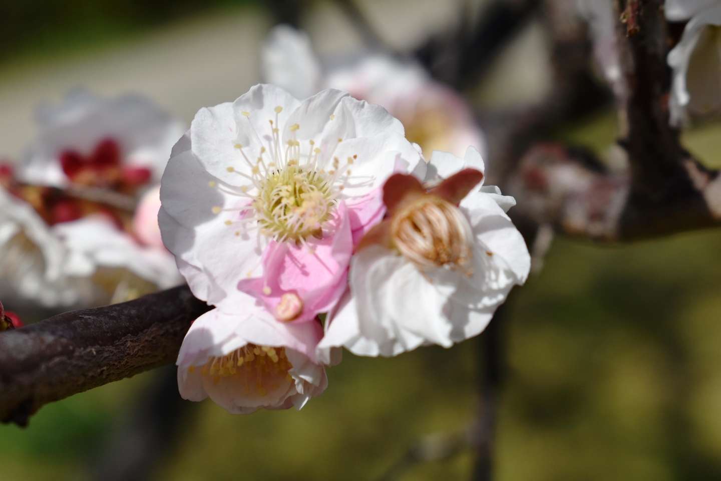 春日野（梅小路公園）　野梅系・野梅性　2019年3月8日　撮影：MKタクシー