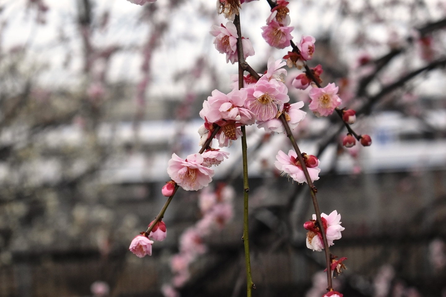 藤牡丹枝垂（梅小路公園）　豊後系・豊後性　2019年3月6日　撮影：MKタクシー