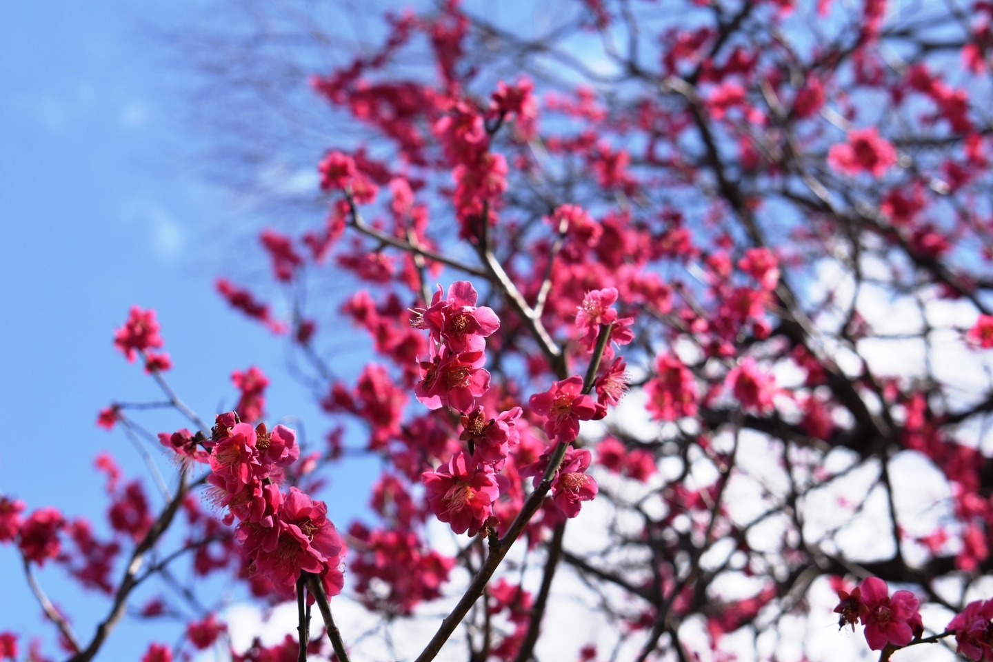 紅千鳥（梅小路公園）　緋梅系・紅梅性　2019年3月8日　撮影：MKタクシー