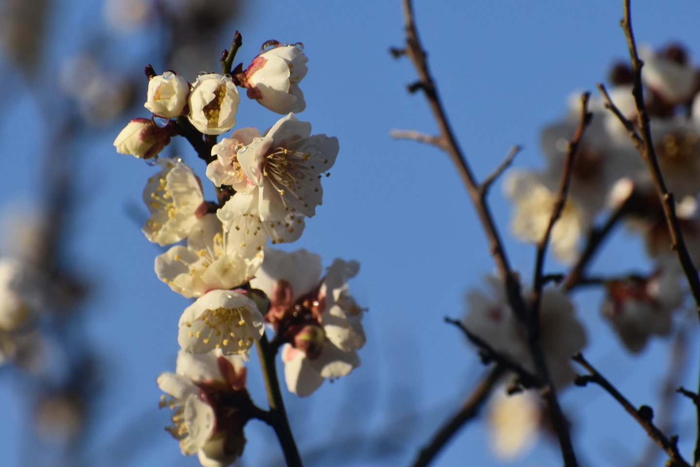 甲州小梅（梅小路公園）　実梅　2019年2月4日　撮影：MKタクシー