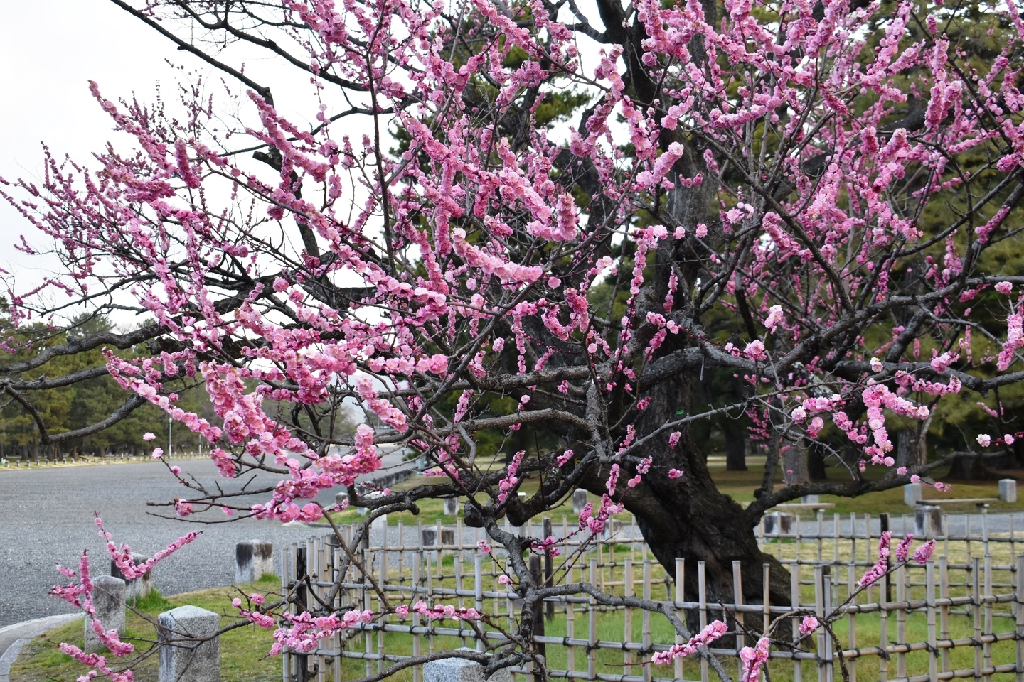黒木の梅(九条池の北) 五分咲き 2020年3月3日 撮影:MKタクシー