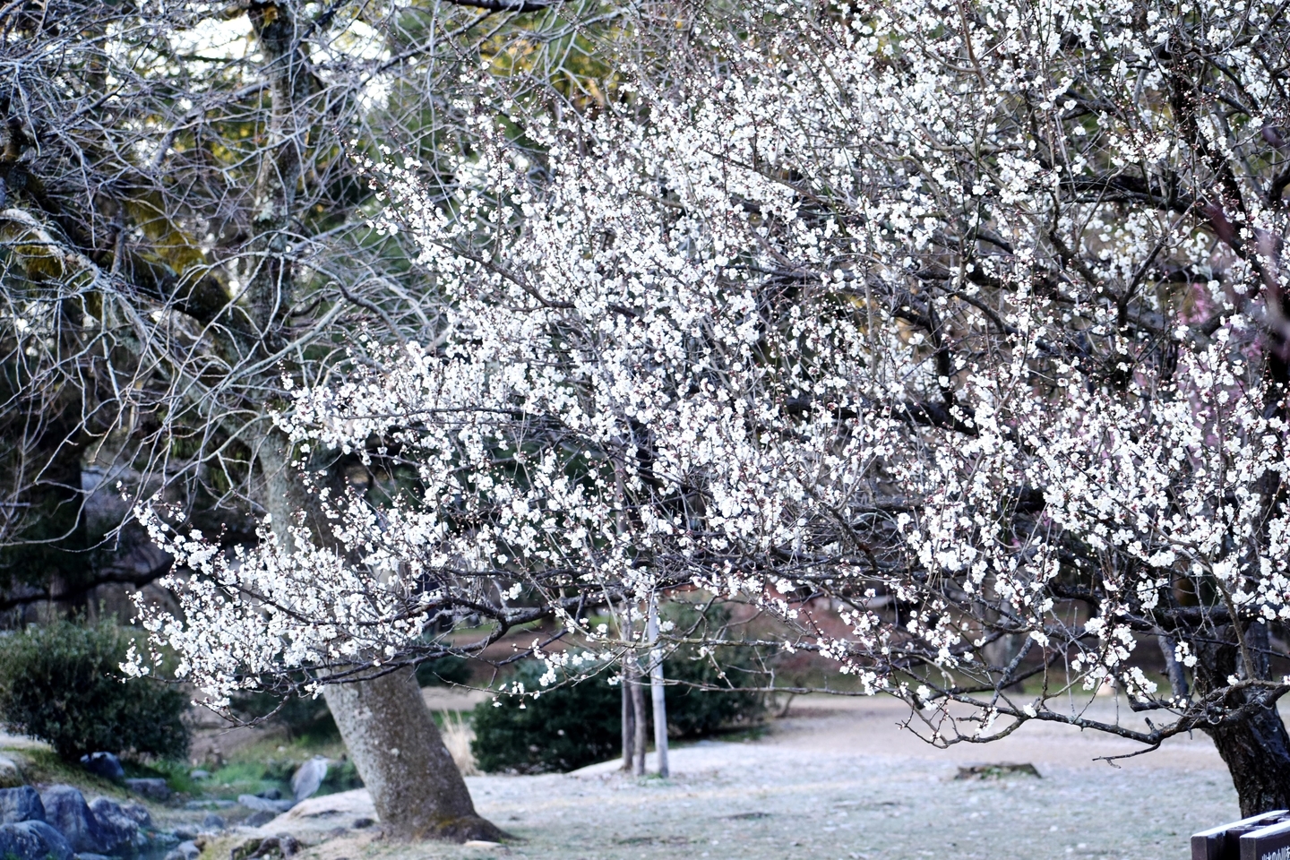 白梅(出水の小川) 五分咲き 2019年2月15日 撮影:MKタクシー