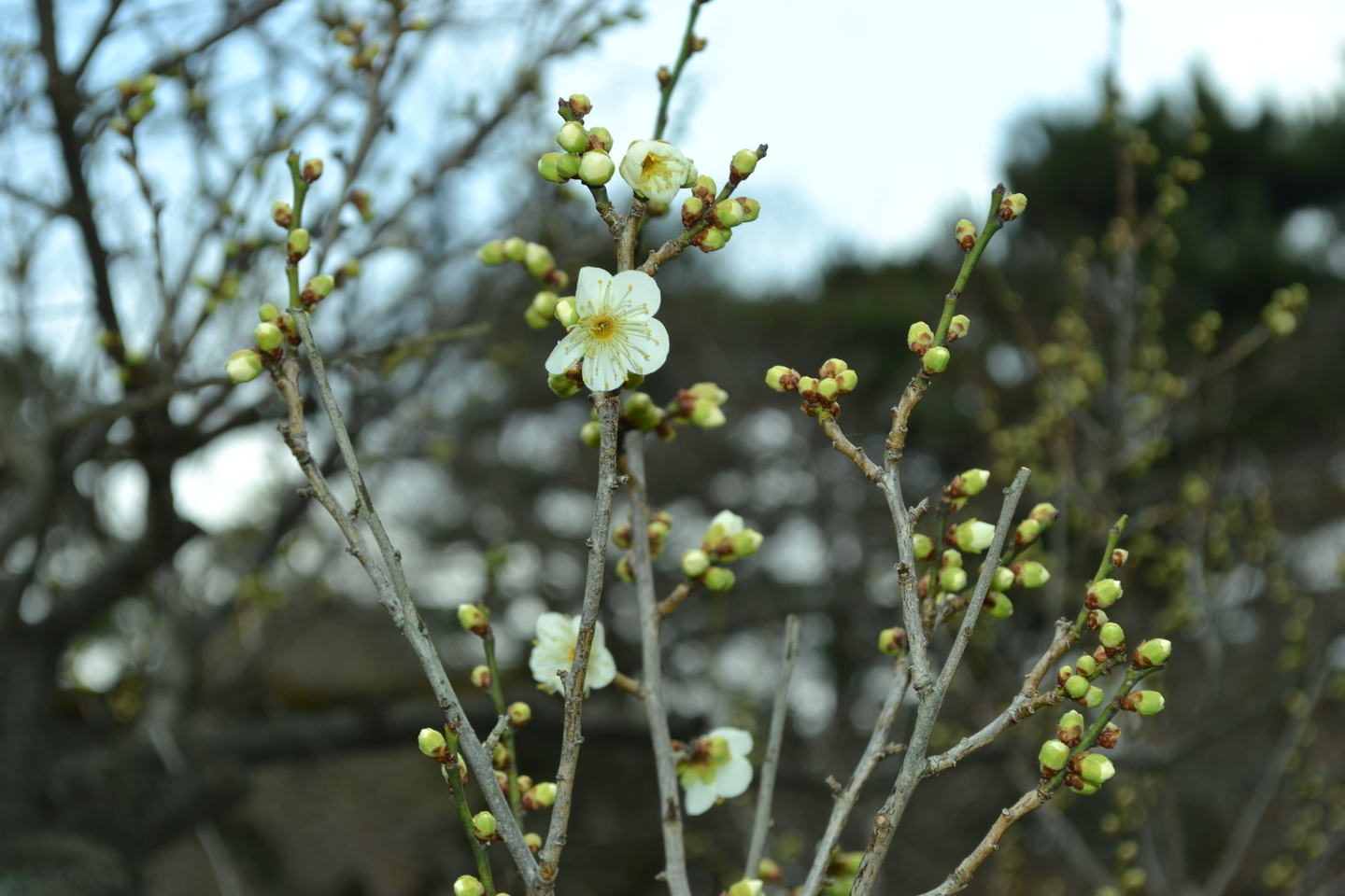 白梅（梅林）　咲きはじめ　2018年2月17日　撮影：MKタクシー