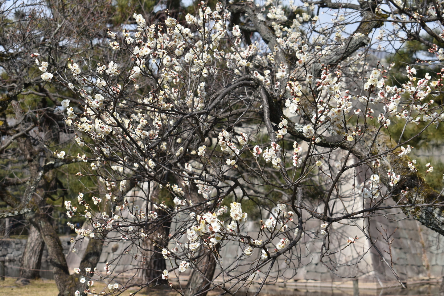 白梅と天守台（梅林）　三分咲き　2019年2月18日　撮影：MKタクシー