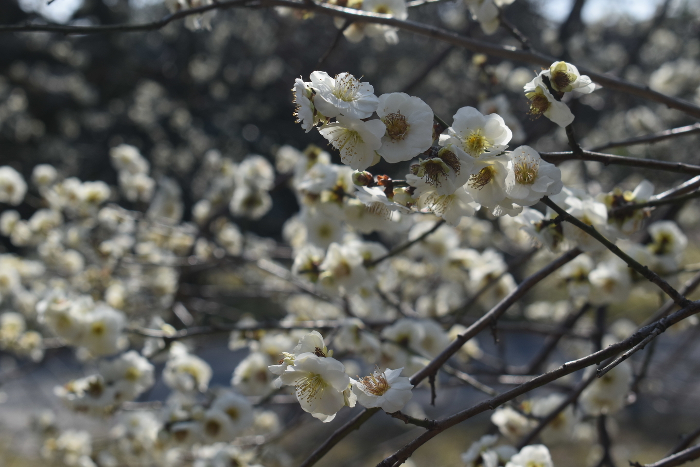 白梅(梅林) 見頃 2019年3月2日 撮影:MKタクシー