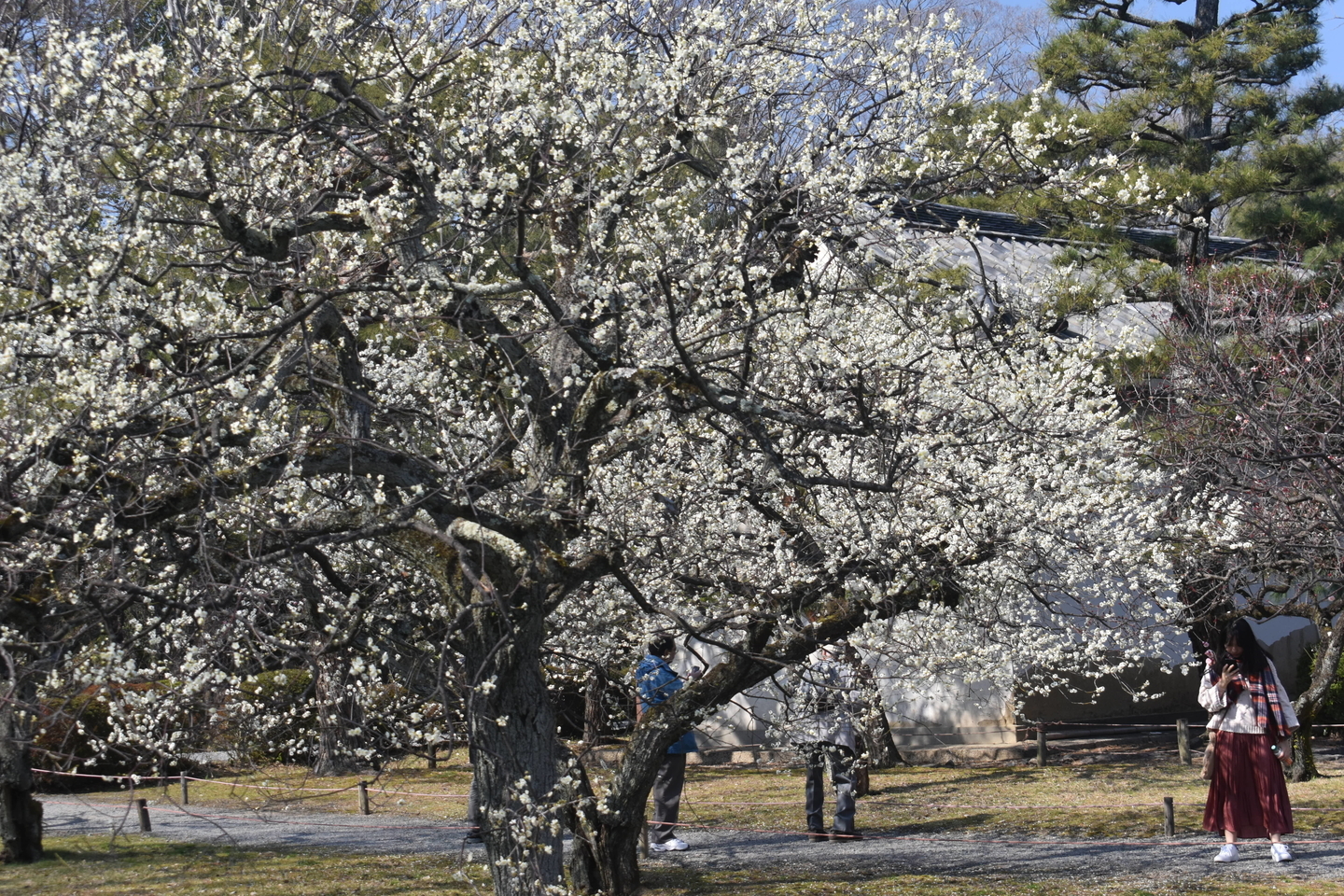 白梅(梅林) 見頃 2019年3月2日 撮影:MKタクシー