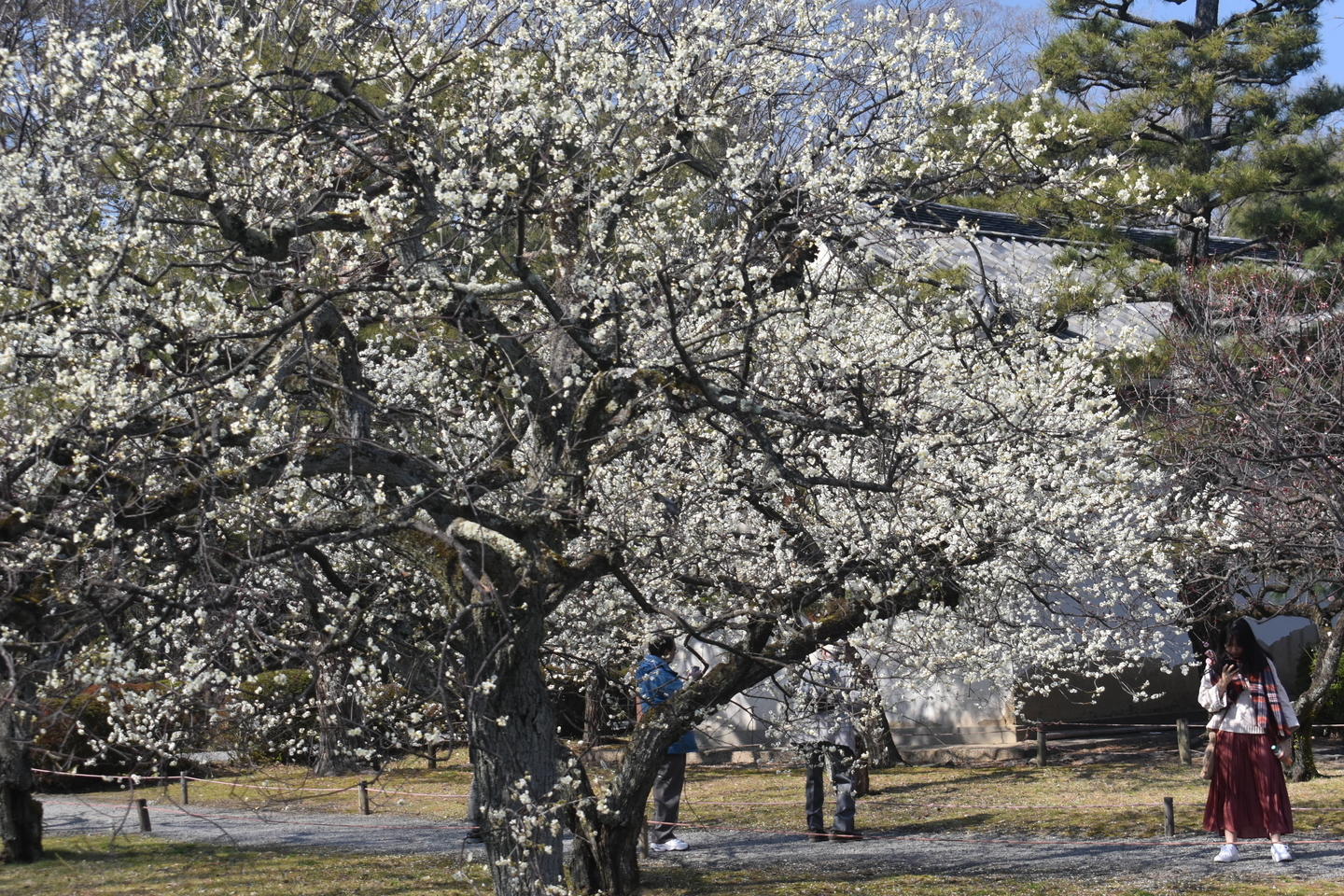 白梅（梅林）　見頃　2019年3月2日　撮影：MKタクシー