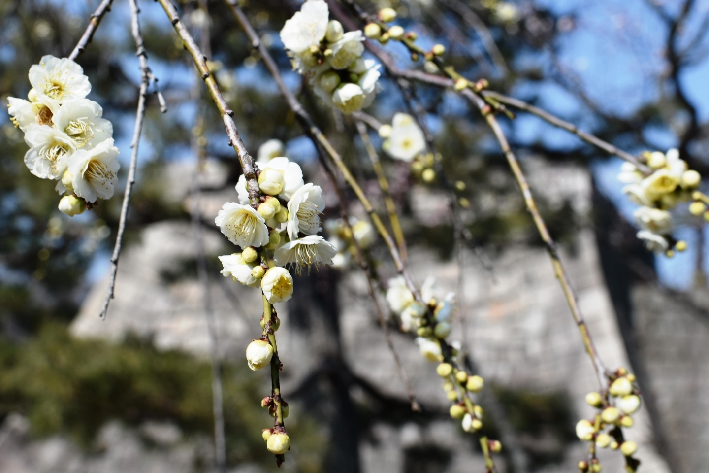 枝垂梅（梅林）　五分咲き　2019年3月2日　撮影：MKタクシー