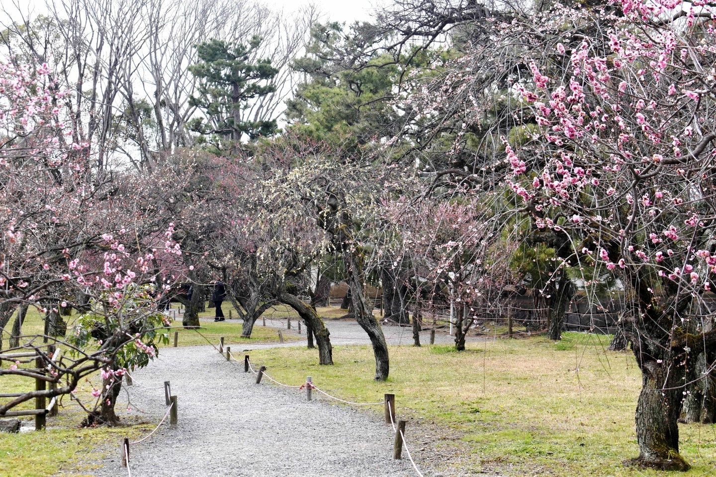 梅林 終わり近し 2019年3月24日 撮影:MKタクシー