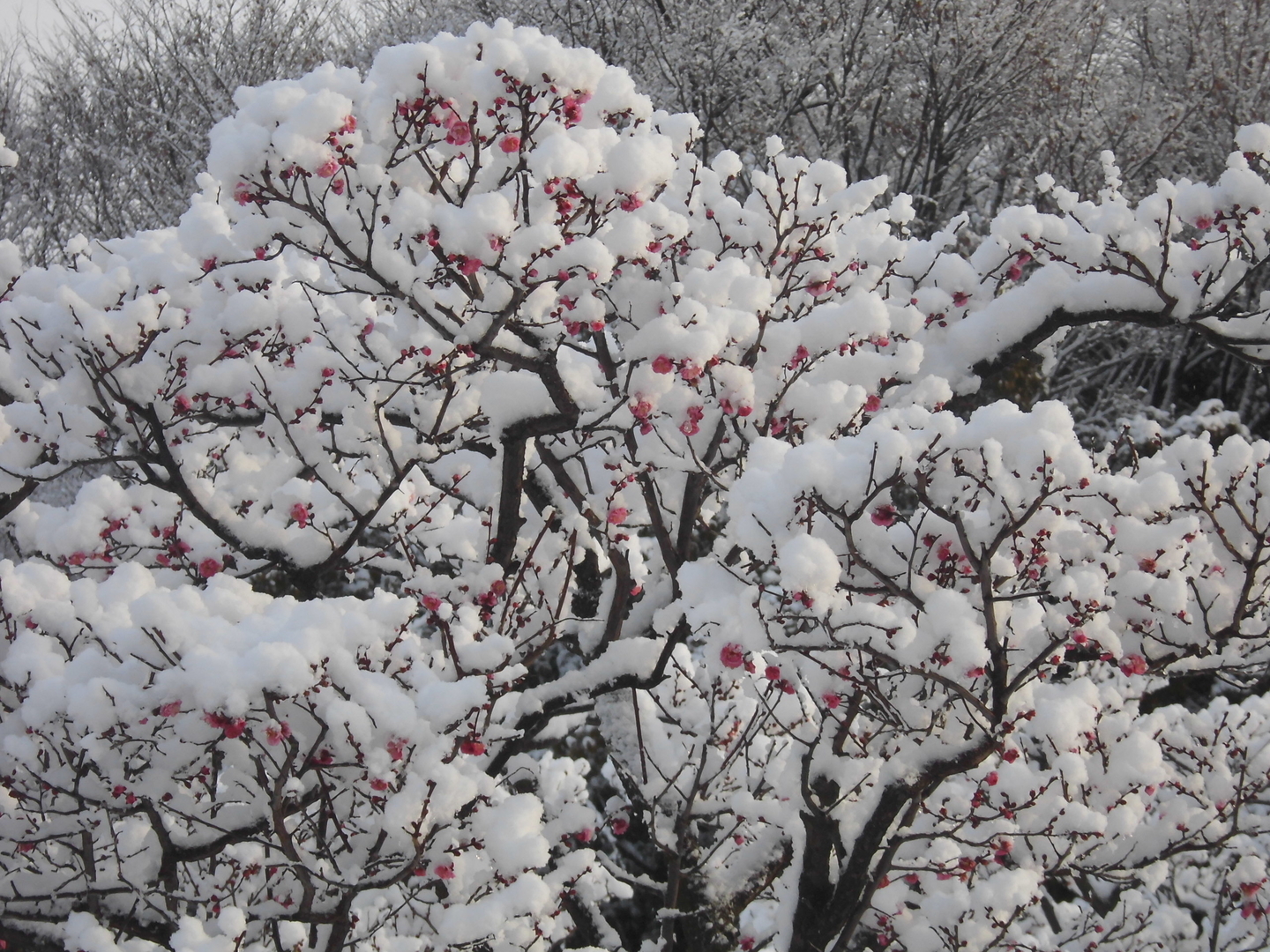 梅と雪 咲きはじめ 2017年1月16日 撮影:MKタクシー