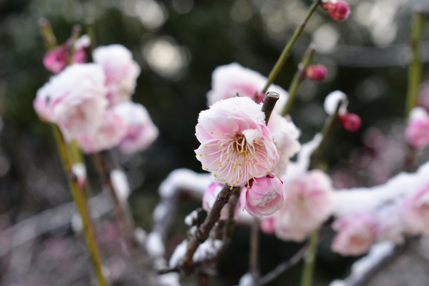 新平家と雪(梅林) 三分咲き 2020年2月18日 撮影:MKタクシー