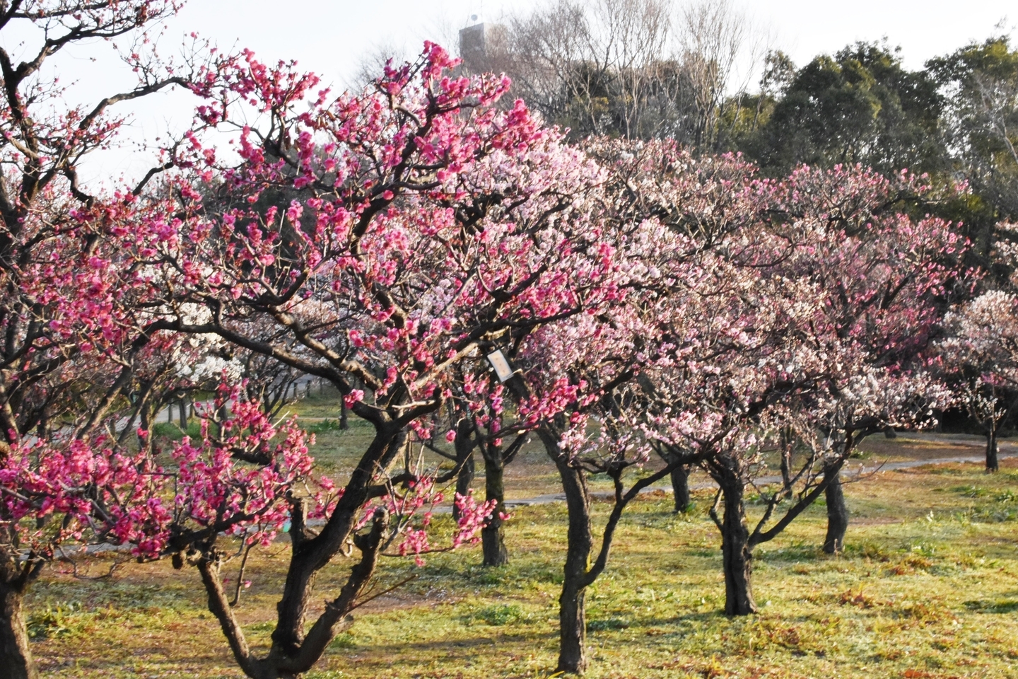 梅（芝生広場南側）　見頃　2019年3月5日　撮影：MKタクシー