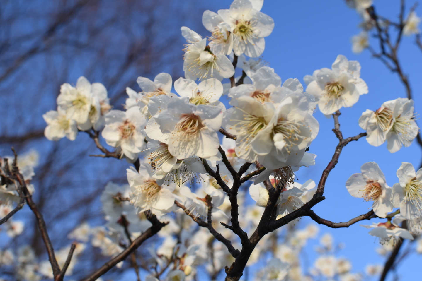 白加賀（芝生広場南側）　見頃　2019年3月5日　撮影：MKタクシー