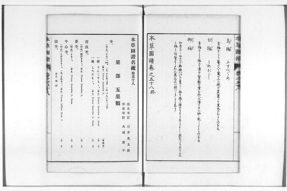 1916年本草図譜刊行会発行「本草図譜」出展：国立国会デジタル図書館