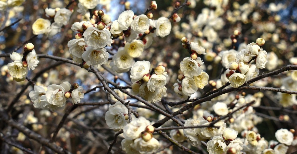 玉牡丹（京都府立植物園）　野梅系・野梅性　2019年2月16日　撮影：MKタクシー