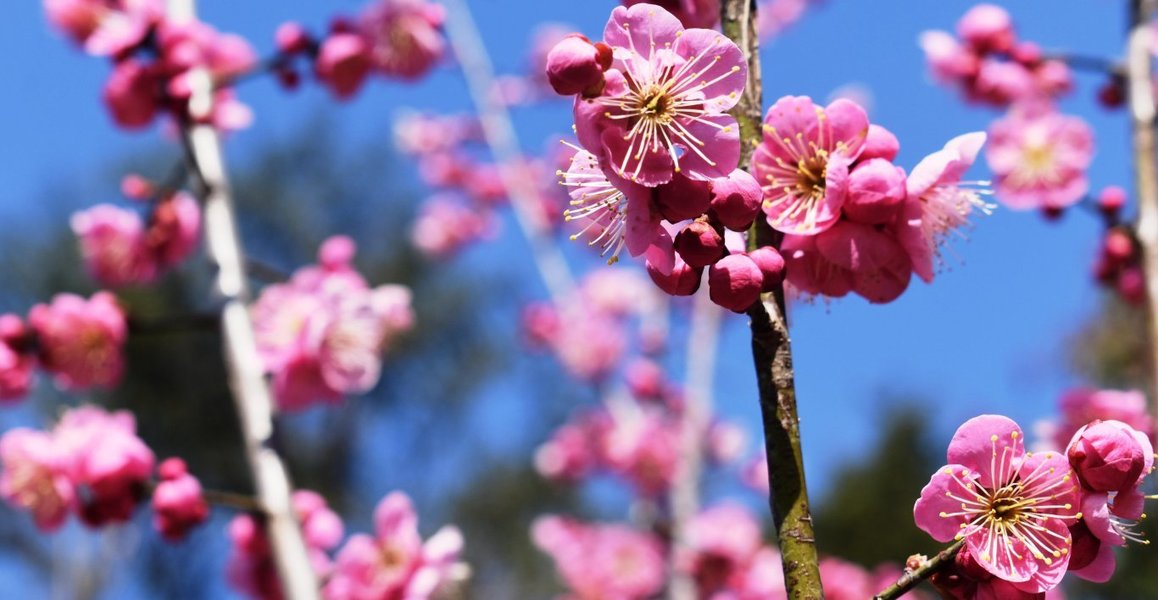 道知辺（京都府立植物園）　野梅系・野梅性　2019年2月18日　撮影：MKタクシー