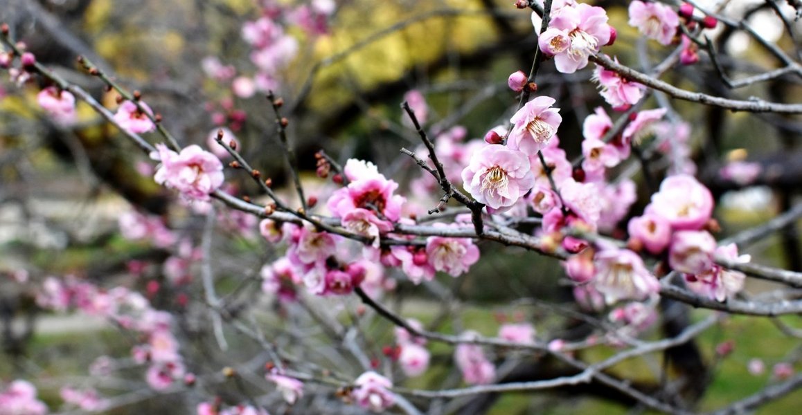 楊貴妃(京都府立植物園) 野梅系・野梅性 2019年2月24日 撮影:MKタクシー