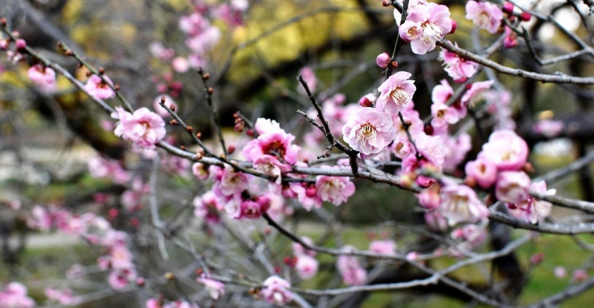 楊貴妃（京都府立植物園）　野梅系・野梅性　2019年2月24日　撮影：MKタクシー