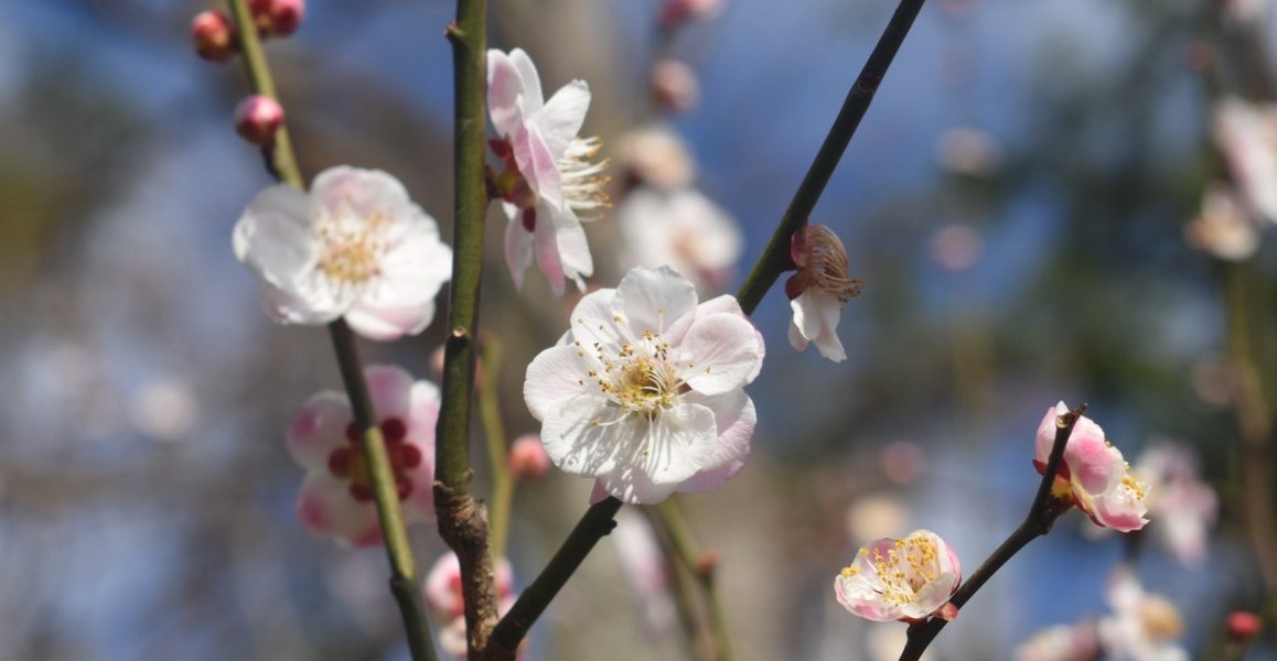 内裏（京都府立植物園）　野梅系・野梅性　2019年3月16日　撮影：MKタクシー