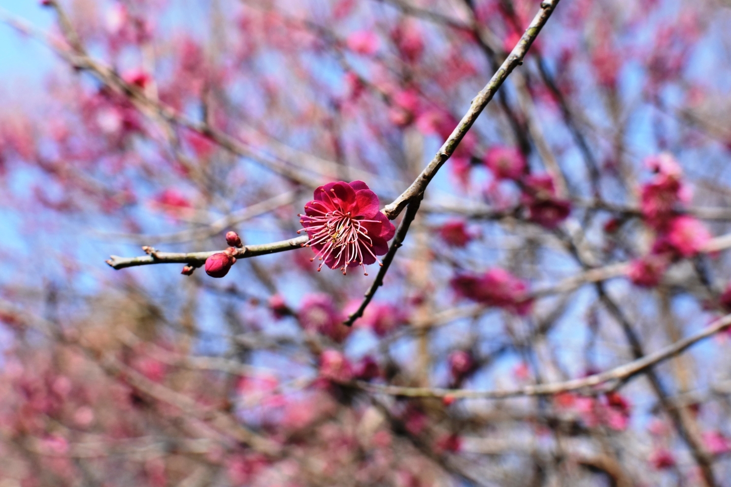 幾夜寝覚（京都府立植物園）　緋梅系・緋梅性　2019年3月2日　撮影：MKタクシー