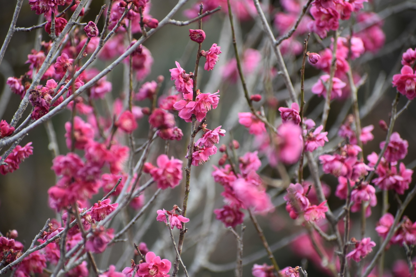 黒雲（京都府立植物園）　緋梅系・緋梅性　2019年3月2日　撮影：MKタクシー