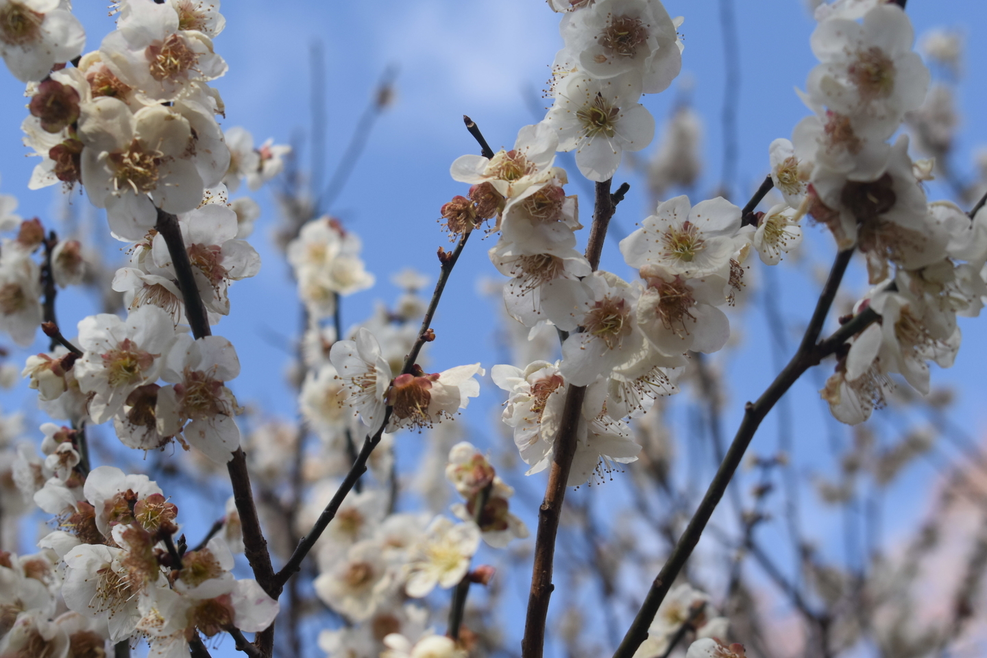 南光（京都府立植物園）　実梅　2019年3月16日　撮影：MKタクシー