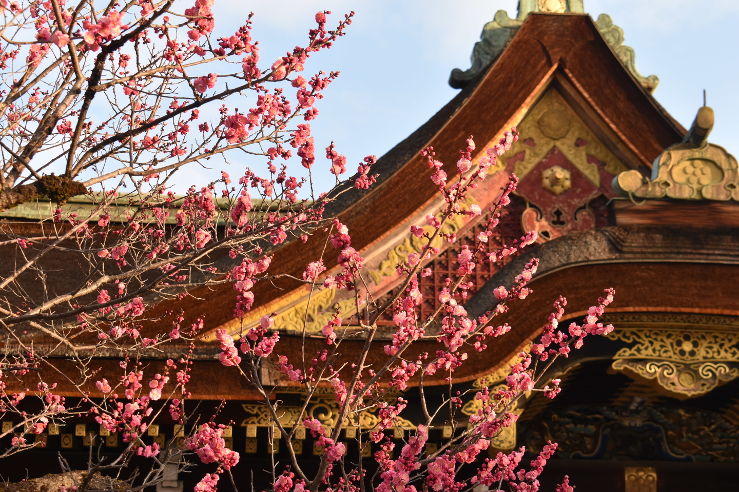 紅和魂梅(本殿前) 2020年2月21日 撮影:MKタクシー