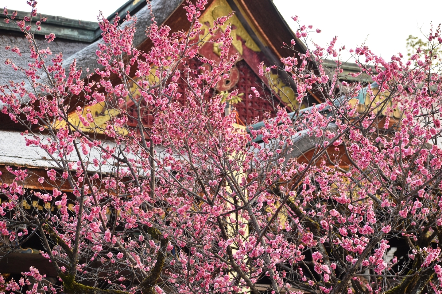 紅和魂梅(本殿前) 2019年3月15日 撮影:MKタクシー