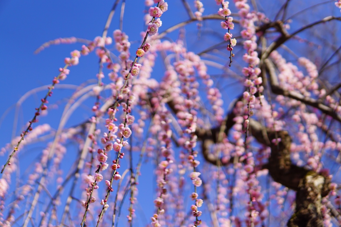 枝垂梅（紅梅殿前）　2020年3月6日　撮影：MKタクシー