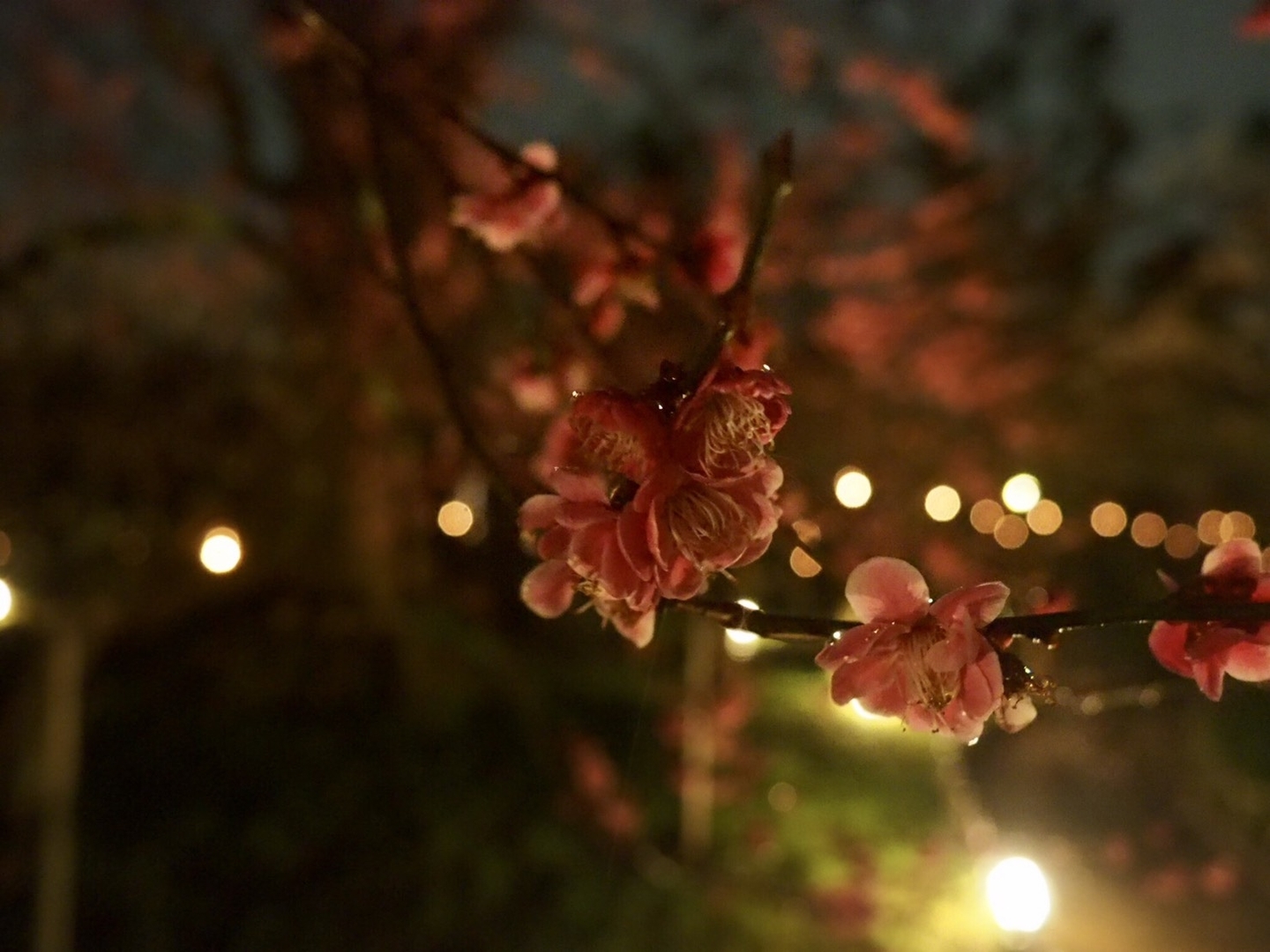 紅梅(梅園ライトアップ 2019年3月10日 撮影:MKタクシー
