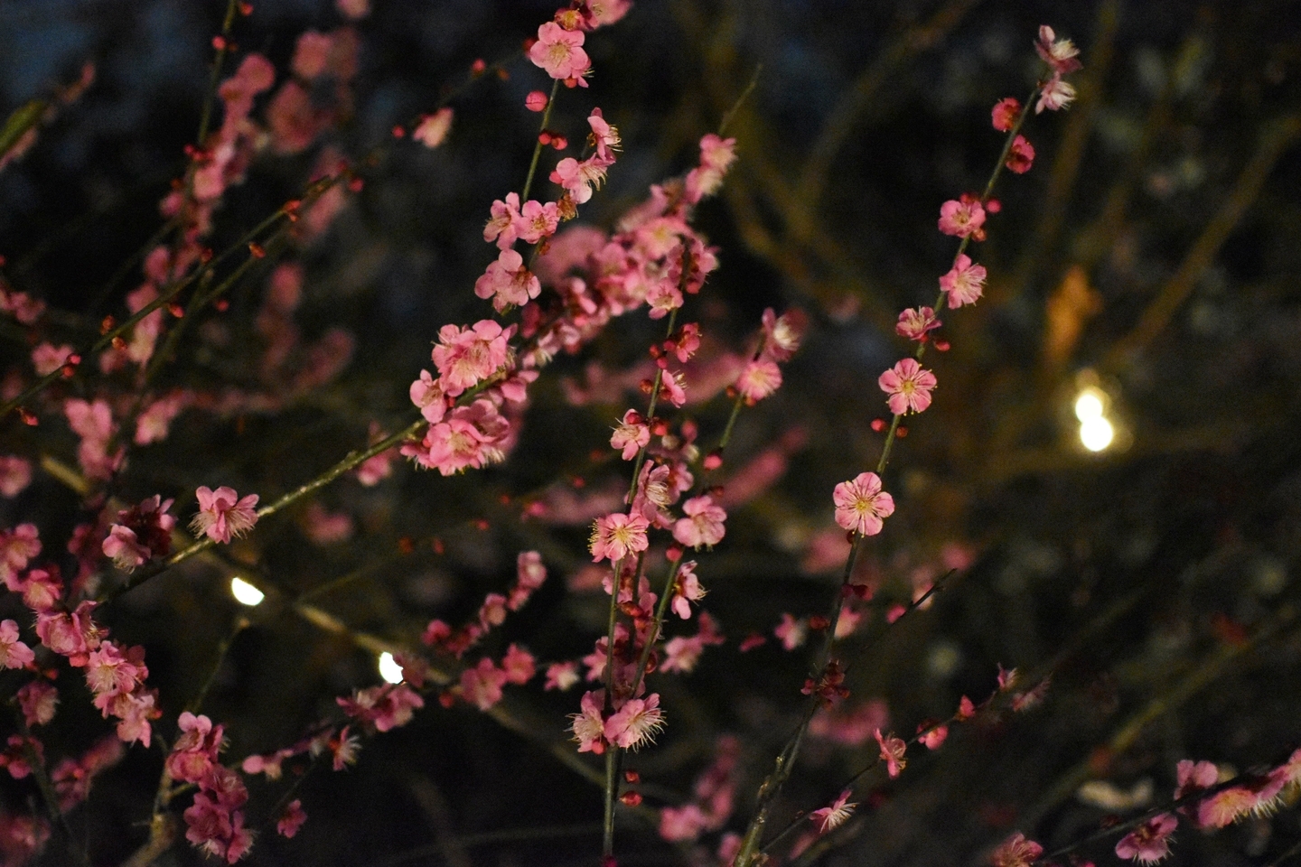 紅梅(梅苑ライトアップ) 2019年3月2日 撮影:MKタクシー