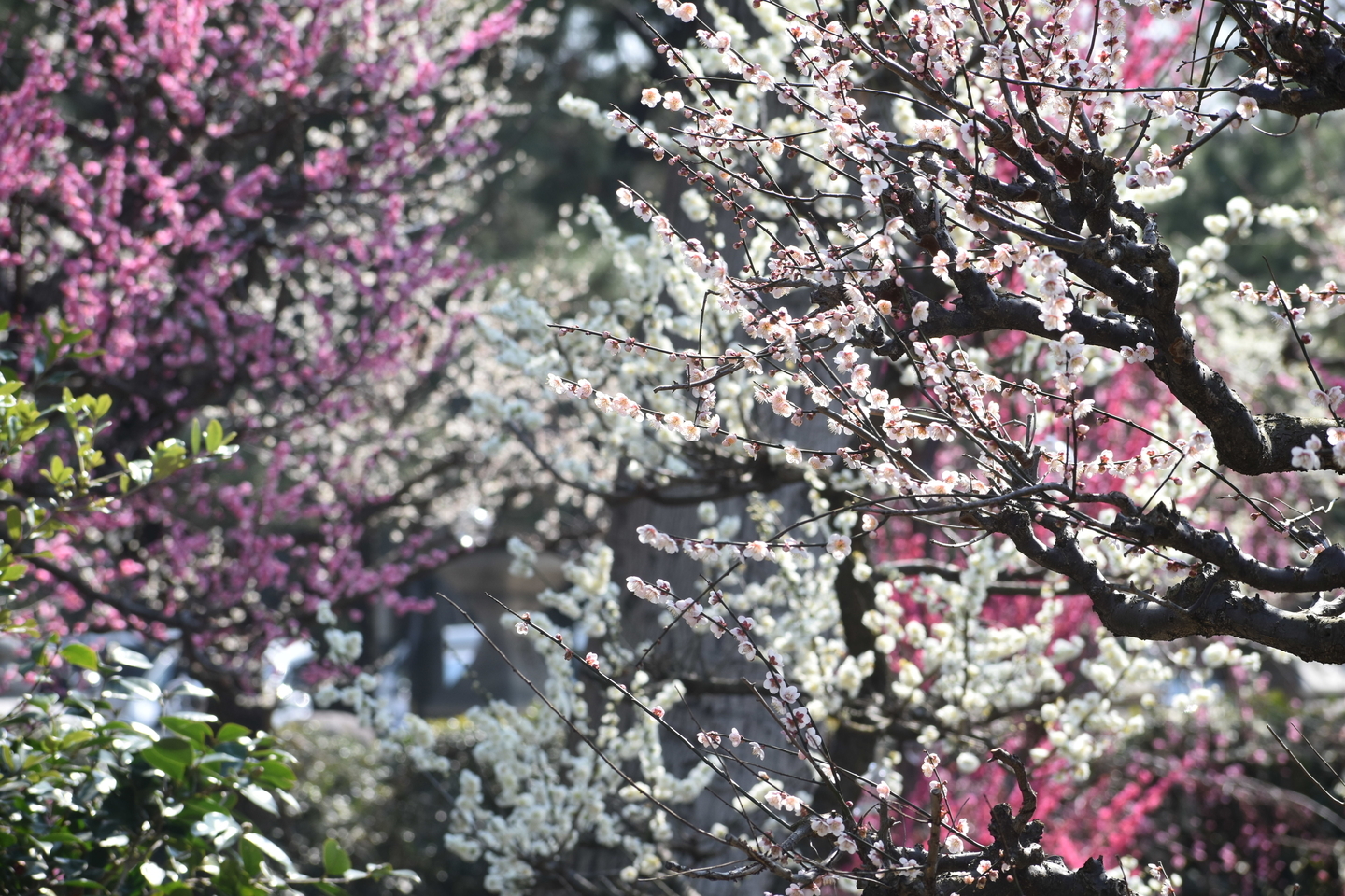紅梅(梅苑) 2019年3月2日 撮影:MKタクシー