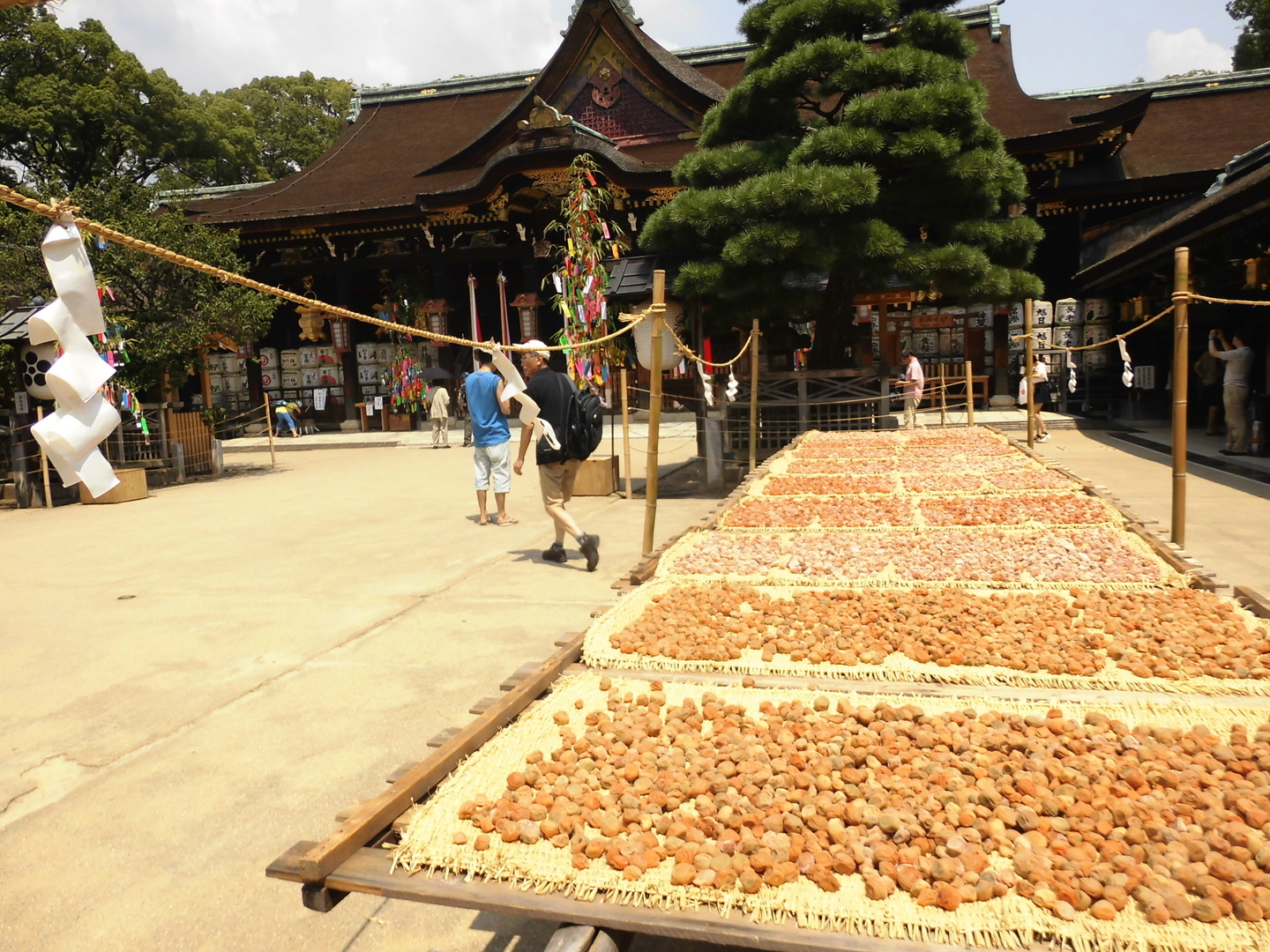 梅の天日干し 2016年8月6日 撮影:MKタクシー