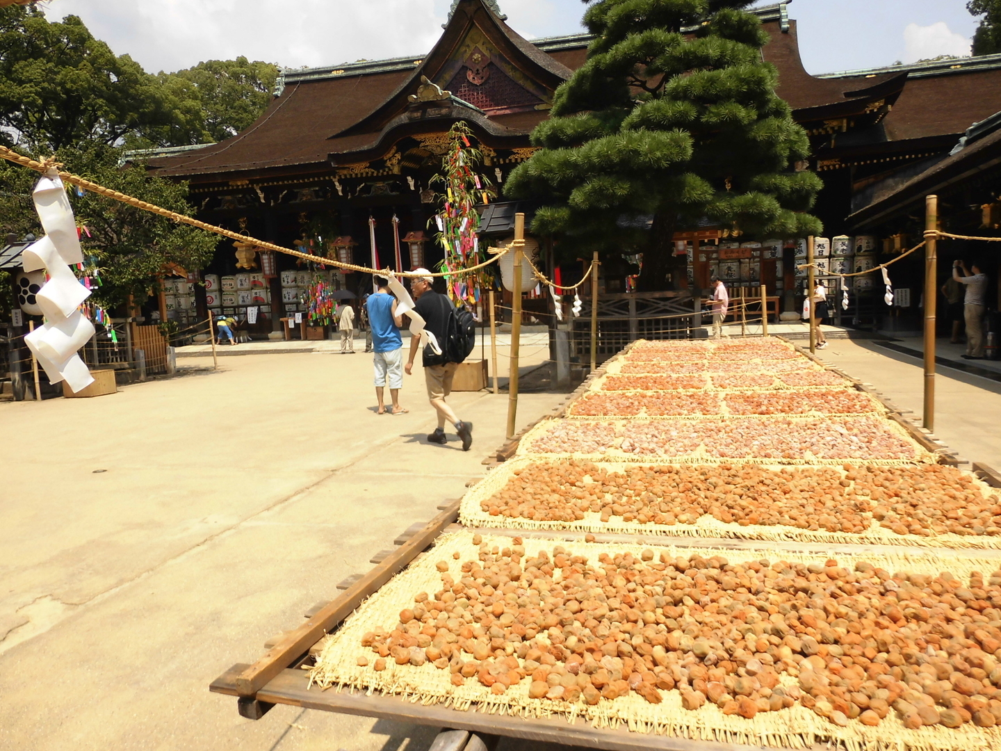 梅の天日干し　2016年8月6日　撮影：MKタクシー