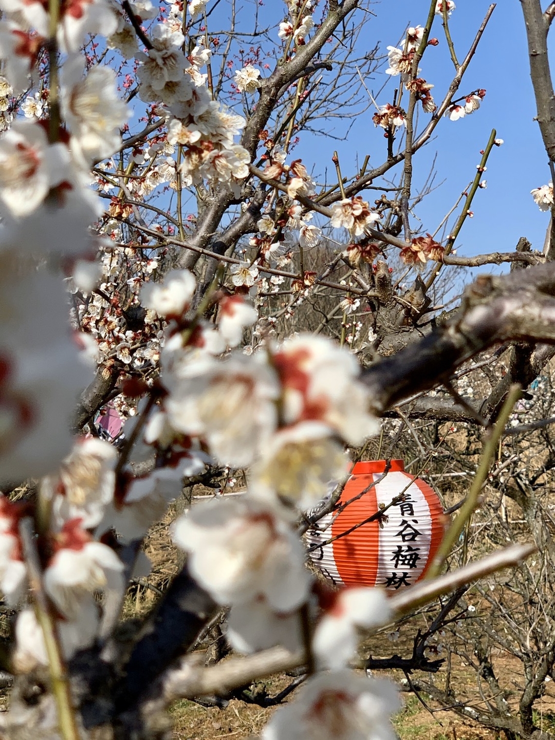 白梅（梅まつり会場）　七分咲き　2020年2月24日　撮影：MKタクシー