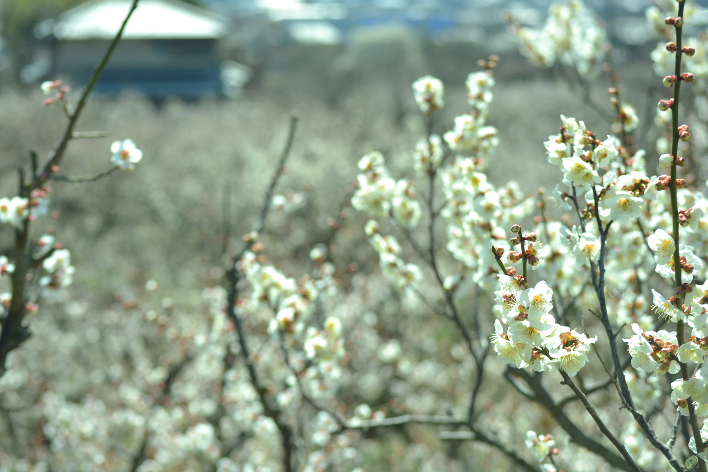白梅(中梅林) 見頃 2019年3月10日 撮影:MKタクシー