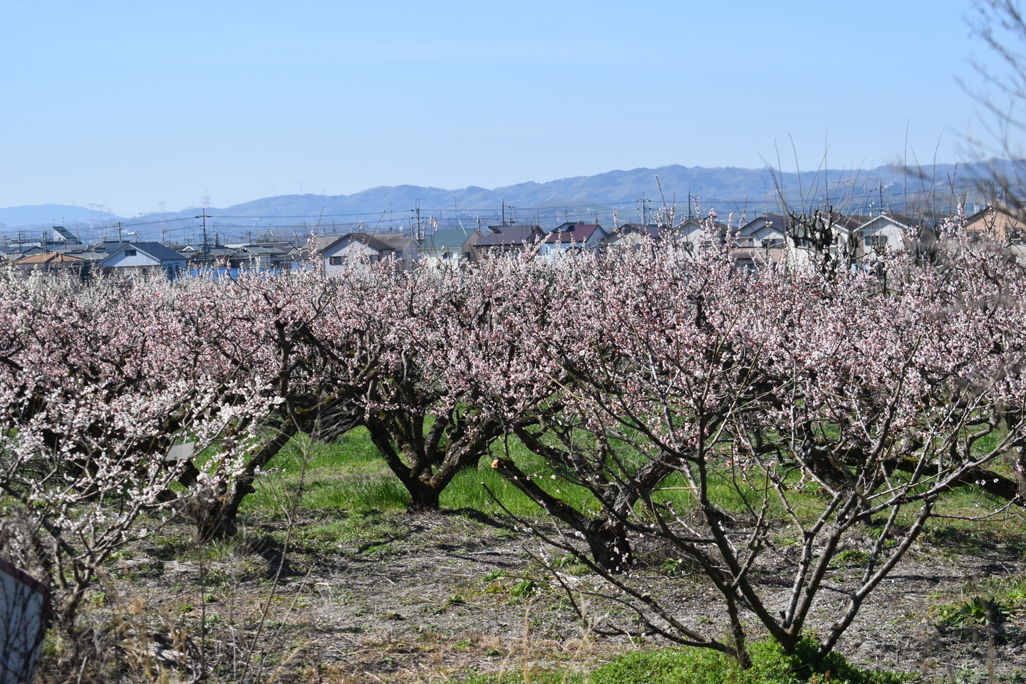 白梅(市辺梅林) 見頃 2019年3月9日 撮影:MKタクシー