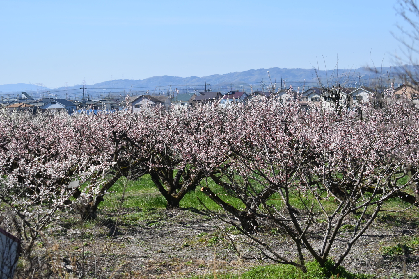 白梅（市辺梅林）　見頃　2019年3月9日　撮影：MKタクシー