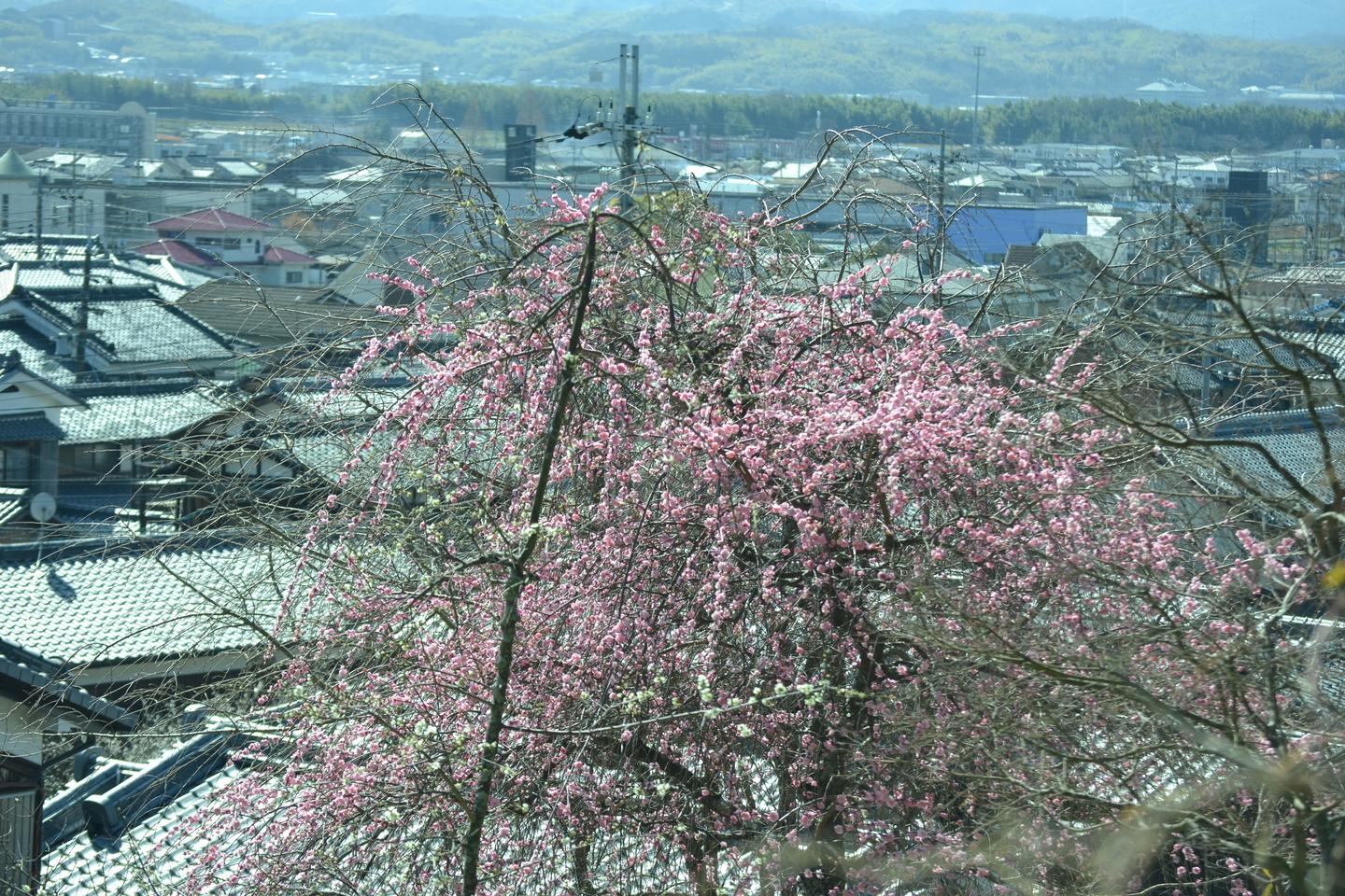 枝垂梅（龍福寺）　五分咲き　2018年3月10日　撮影：MKタクシー