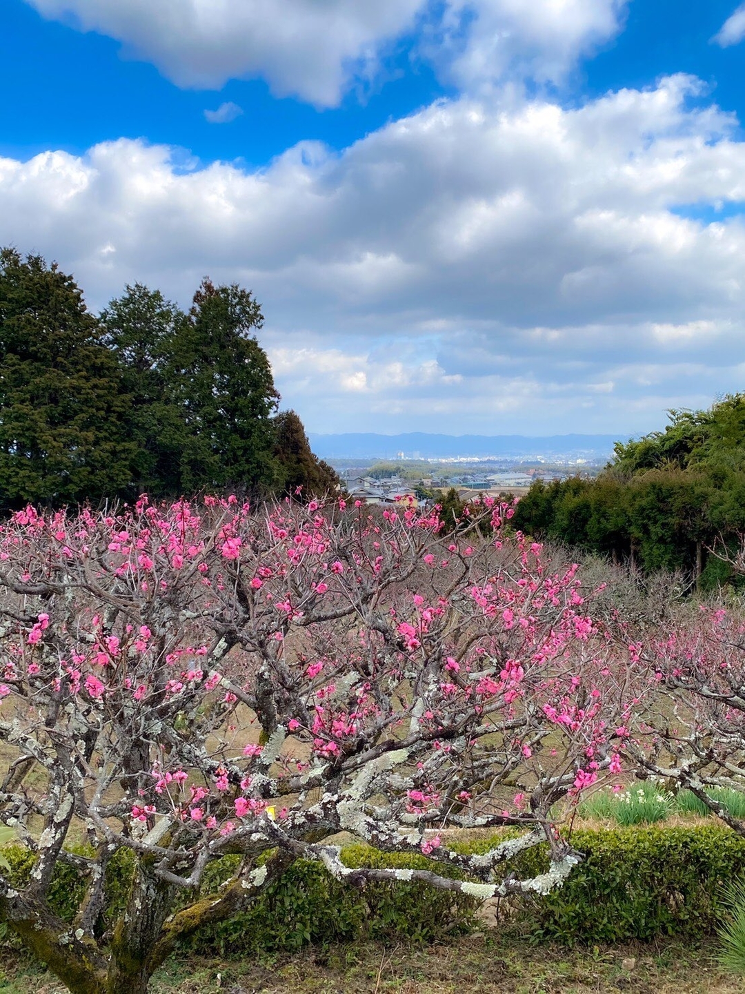 紅梅（梅林）　咲きはじめ　2021年1月27日　撮影：MKタクシー