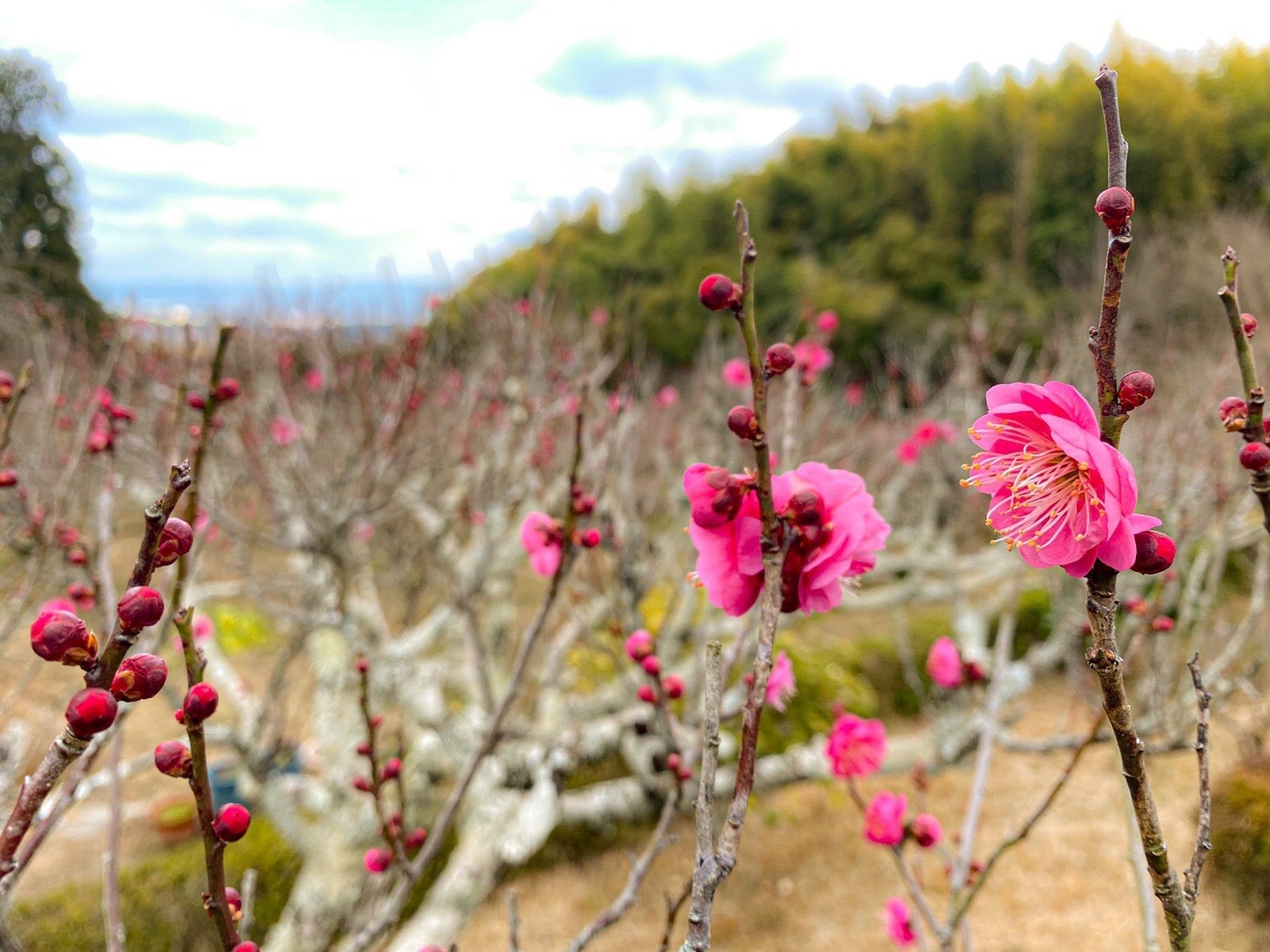 紅梅（梅林）　咲きはじめ　2021年1月27日　撮影：MKタクシー